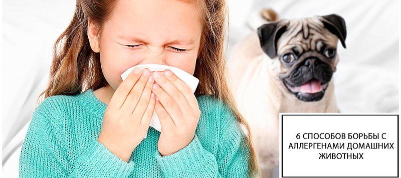 6 способов борьбы с аллергенами домашних животных в вашем доме