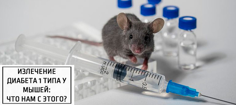 Излечение диабета 1 типа у мышей: что нам с этого?