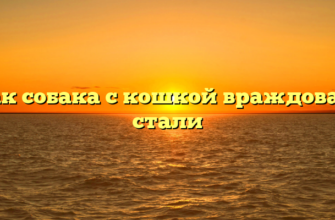 Как собака с кошкой враждовать стали