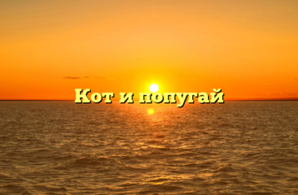 Кот и попугай